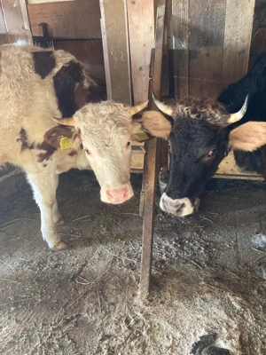 Vând două juncii! - imagine 4