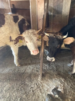 Vând două juncii! - imagine 3