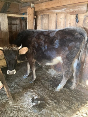 Vând două juncii! - imagine 2