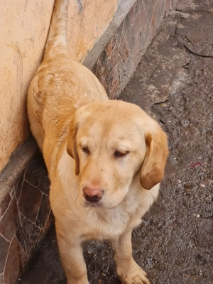 Labrador Retriever Auriu , Mascul,schema completa de vaccinare si deparazitare,disponibil imediat - imagine 3