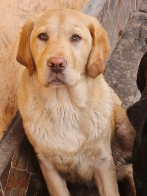 Labrador Retriever Auriu ,mascul disponibil imediat,schema de vaccinare completa