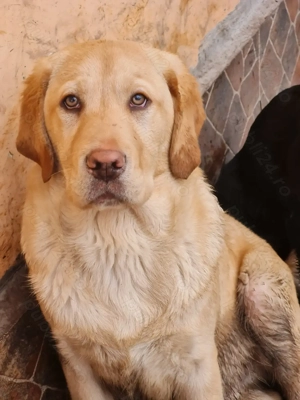 Labrador Retriever Auriu ,mascul disponibil imediat,schema de vaccinare completa - imagine 2