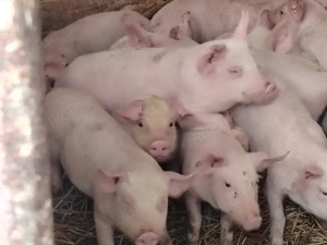 Vând purcei marele alb - imagine 3