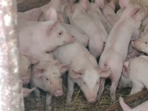 Vând purcei marele alb