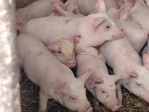 Vând purcei marele alb - imagine 2