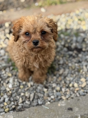 Vând băiețel Cavapoo F1