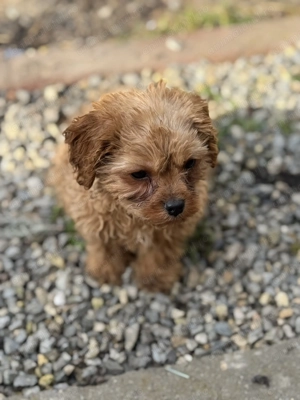 Vând băiețel Cavapoo F1 - imagine 2