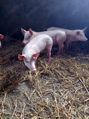 purcei 10-11 saptamani                       - imagine 4