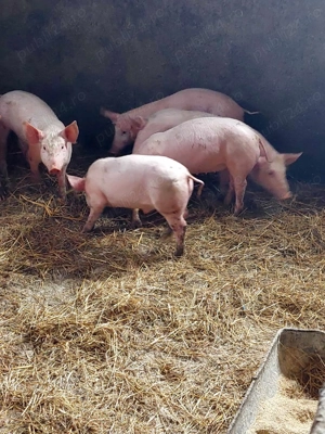 purcei 10-11 saptamani                      