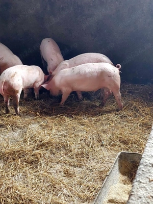 purcei 10-11 saptamani                      