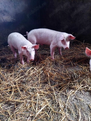 purcei 10-11 saptamani                       - imagine 2