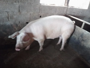 Porc Marele Alb 170kg