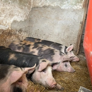 porci de vanzare  - imagine 3