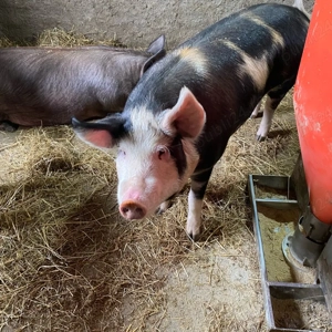 porci de vanzare  - imagine 5