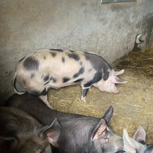 porci de vanzare  - imagine 2