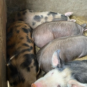 porci de vanzare  - imagine 4