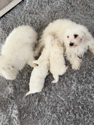 Catelusi Bichon Maltez - imagine 2