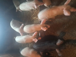 Vabd purcei  15 săptămâni  