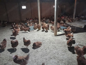 Gaini ouatoare - imagine 3