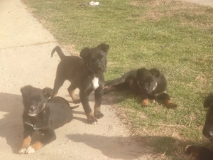 Donez catelusi jucausi