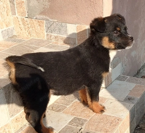 Donez catelusi jucausi