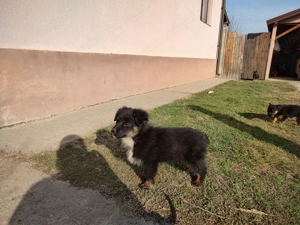 Donez catelusi jucausi - imagine 4