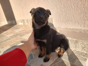 Donez catelusi jucausi