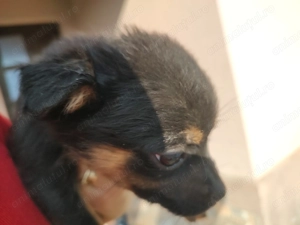 Donez catelusi jucausi - imagine 3