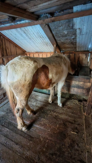 D e   v â  n z a r e - imagine 4