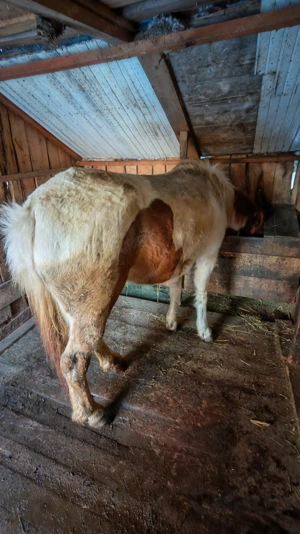 D e   v â  n z a r e - imagine 5