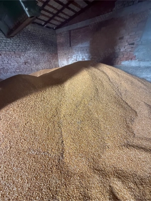 vand porumb boabe  - imagine 2