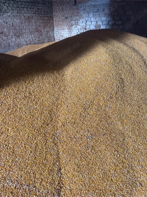 vand porumb boabe  - imagine 3