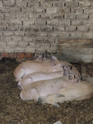 Purcei de vanzare ( zorlentu mare )