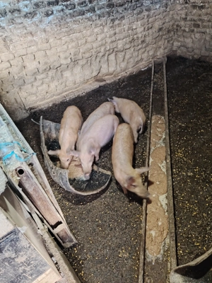 Purcei de vanzare ( zorlentu mare ) - imagine 3