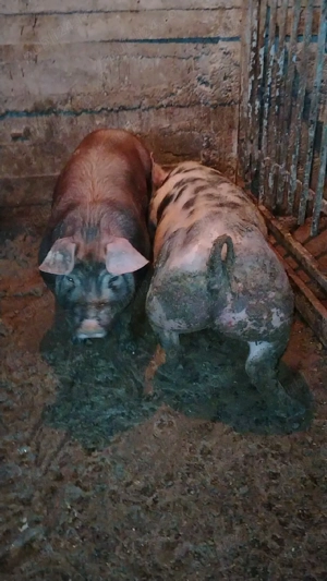 Vand purcei  - imagine 2