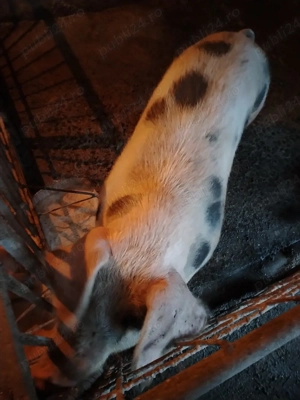 Vand porc  - imagine 5