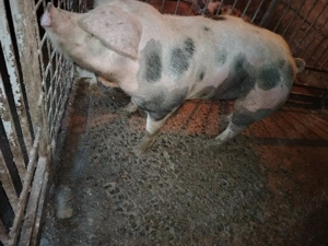 Vand porc  - imagine 4