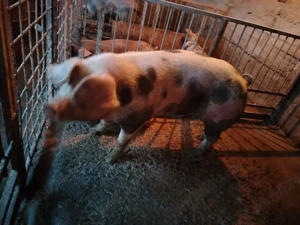 Vand porc  - imagine 3