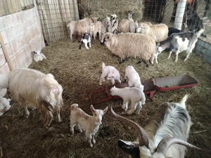 Vand capre - imagine 3