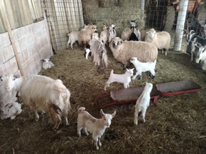 Vand capre - imagine 2