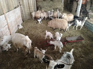 Vand capre - imagine 4