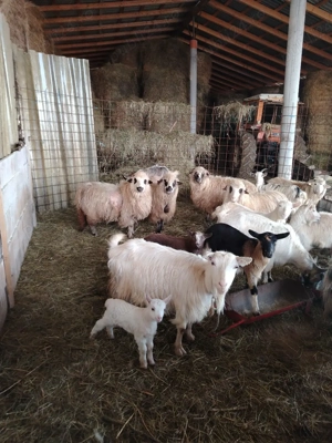 Vand capre - imagine 5