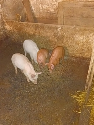 10 SĂPTĂMÂNI 300 lei bucata 4 mascuri 