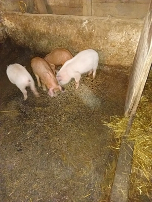 10 SĂPTĂMÂNI 300 lei bucata 4 mascuri  - imagine 2