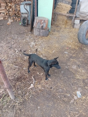 Vând câine  - imagine 2