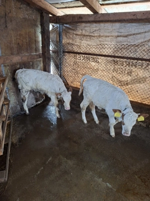 Vitea si tauras baltati - imagine 3