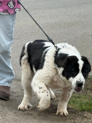 pui de ciobănesc de asia centrală - imagine 2