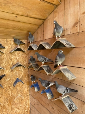 Porumbei de vanzare - imagine 2