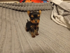 Yorkshire terrier mini toy Tea cup 