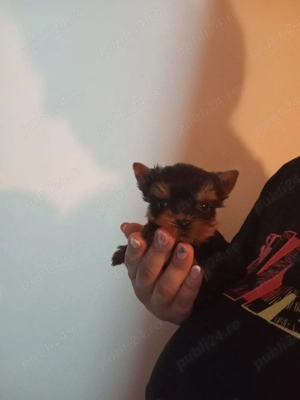 Yorkshire terrier mini toy Tea cup  - imagine 2